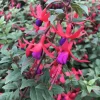 Blue-Eyed Fuchsia Live Plant Set – 2 Plants, 5" Pots, 10-14" Tall – Hot Pink, Red, Blue Blooms - Image 1
