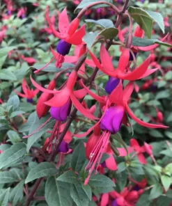 Blue-Eyed Fuchsia Live Plant Set – 2 Plants, 5