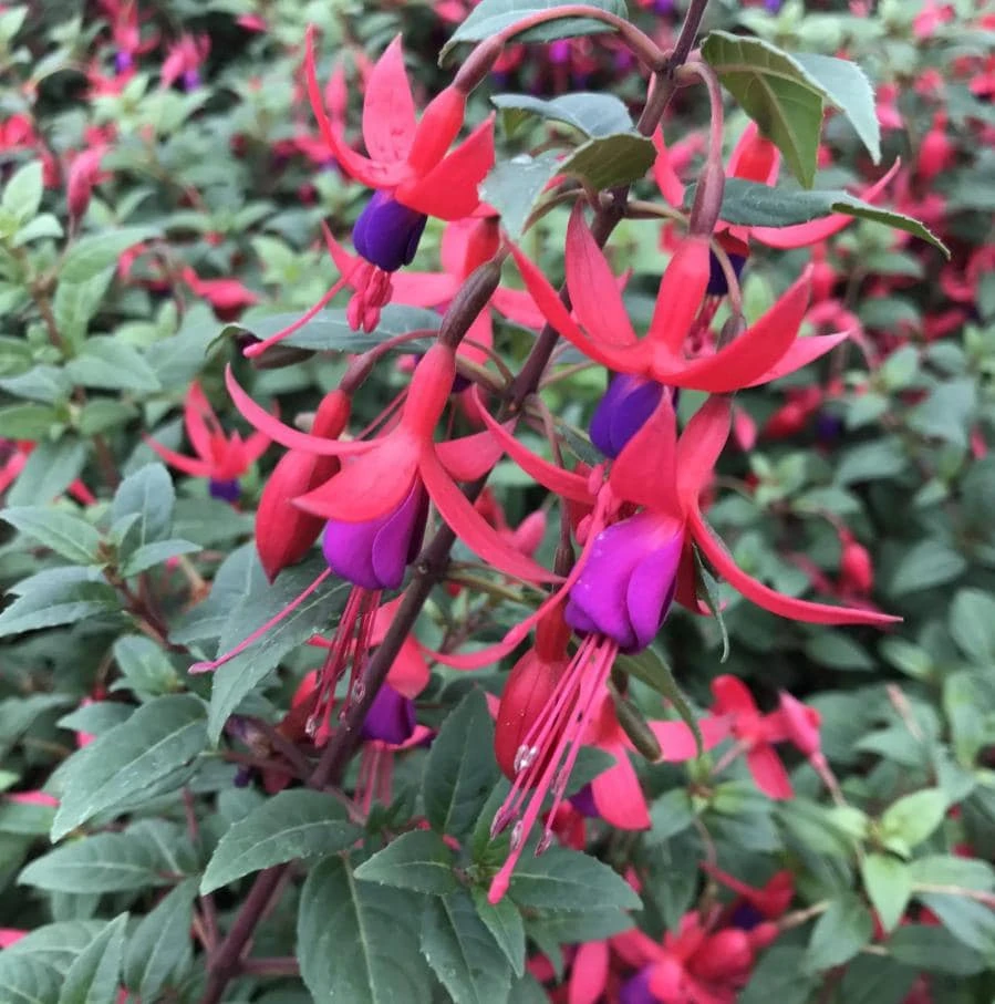 Blue-Eyed Fuchsia Live Plant Set – 2 Plants, 5" Pots, 10-14" Tall – Hot Pink, Red, Blue Blooms - Image 1