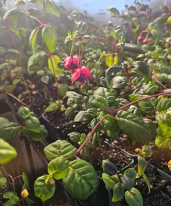 Blue-Eyed Fuchsia Live Plant Set – 2 Plants, 5