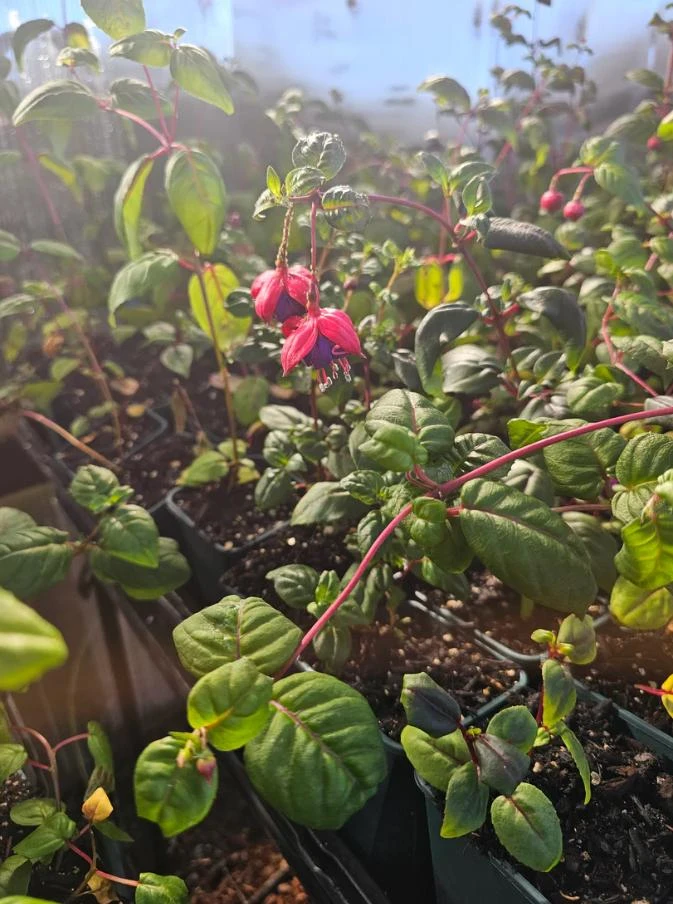 Blue-Eyed Fuchsia Live Plant Set – 2 Plants, 5" Pots, 10-14" Tall – Hot Pink, Red, Blue Blooms - Image 5