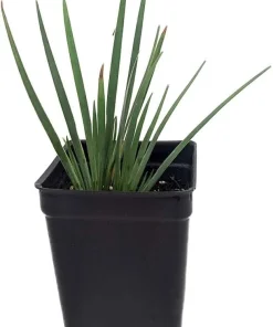 Blue-Eyed Grass Live Plant - Sisyrinchium Lucerne - 2.5" Pot - Indoor/Outdoor - Image 2