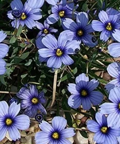 Blue-Eyed Grass Live Plant - Sisyrinchium Lucerne - 2.5
