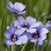 Blue-Eyed Grass Live Plant - Sisyrinchium Lucerne - 2.5" Pot - Indoor/Outdoor - Image 1