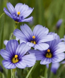 Blue-Eyed Grass Live Plant - Sisyrinchium Lucerne - 2.5