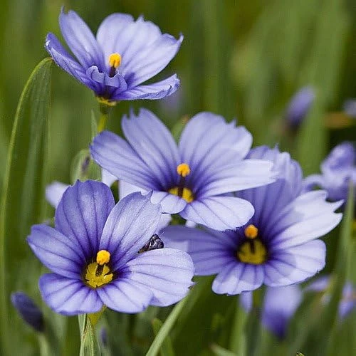 Blue-Eyed Grass Live Plant - Sisyrinchium Lucerne - 2.5" Pot - Indoor/Outdoor - Image 1