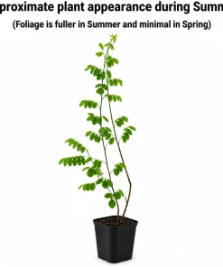 Blue False Indigo Live Plant – 2 Bush Set – 10-16