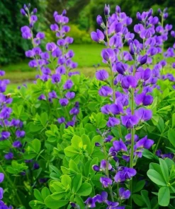Blue False Indigo Live Plant – 2 Bush Set – 10-16