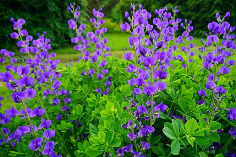 Blue False Indigo Live Plant – 2 Bush Set – 10-16" Tall – Wild Indigo Perennial Shrub – Outdoor - Image 3