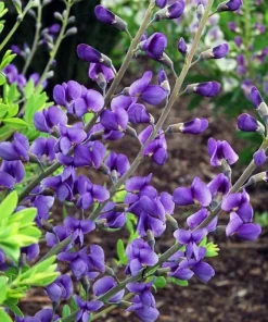 Blue False Indigo Live Plant – 2 Bush Set – 10-16