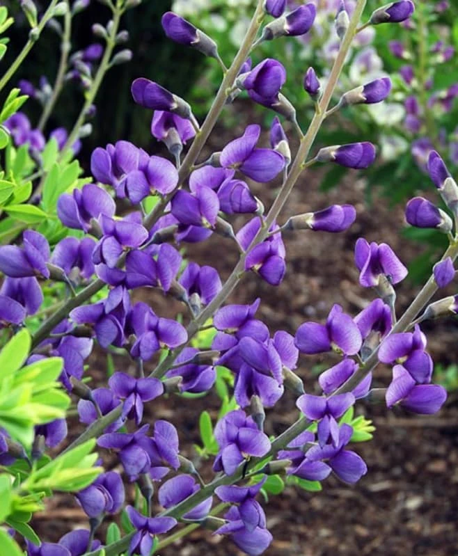 Blue False Indigo Live Plant – 2 Bush Set – 10-16" Tall – Wild Indigo Perennial Shrub – Outdoor - Image 4