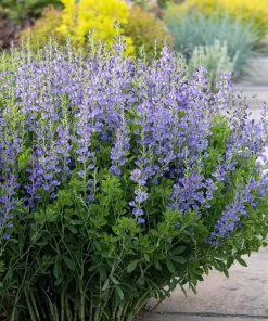 Blue False Indigo Live Plant – 2 Bush Set – 10-16