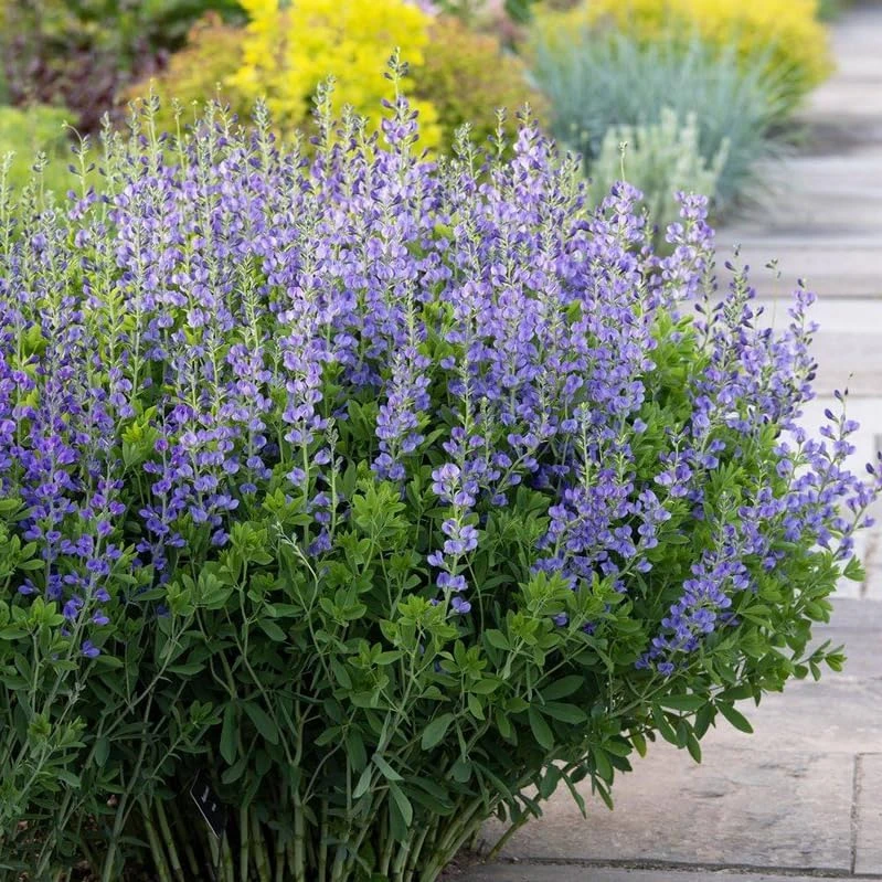 Blue False Indigo Live Plant – 2 Bush Set – 10-16" Tall – Wild Indigo Perennial Shrub – Outdoor - Image 5
