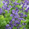 Blue False Indigo Live Plant – 2 Bush Set – 10-16" Tall – Wild Indigo Perennial Shrub – Outdoor - Image 1