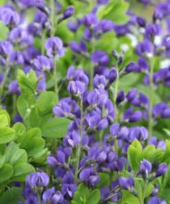 Blue False Indigo Live Plant – 2 Bush Set – 10-16