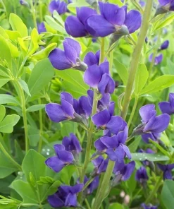 Blue False Indigo Live Plant – 2 Bush Set – 10-16