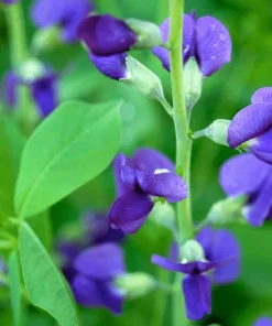 Blue False Indigo Live Plant – 2 Bush Set – 10-16
