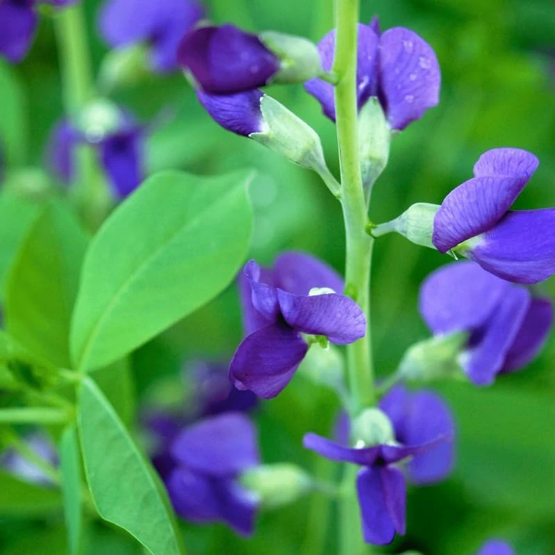Blue False Indigo Live Plant – 2 Bush Set – 10-16" Tall – Wild Indigo Perennial Shrub – Outdoor - Image 7