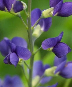Blue False Indigo Live Plant – 2 Bush Set – 10-16