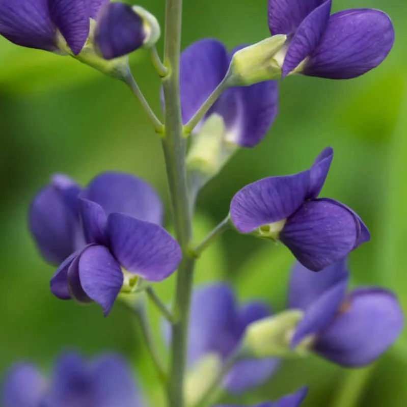Blue False Indigo Live Plant – 2 Bush Set – 10-16" Tall – Wild Indigo Perennial Shrub – Outdoor - Image 8