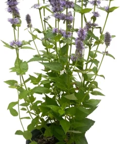 Blue Fortune Hummingbird Mint Live Plant - Agastache - Gallon Pot - Image 2