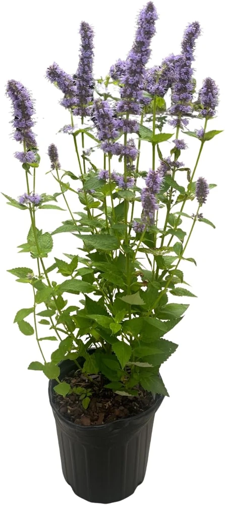 Blue Fortune Hummingbird Mint Live Plant - Agastache - Gallon Pot - Image 2