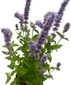 Blue Fortune Hummingbird Mint Live Plant - Agastache - Gallon Pot - Image 3