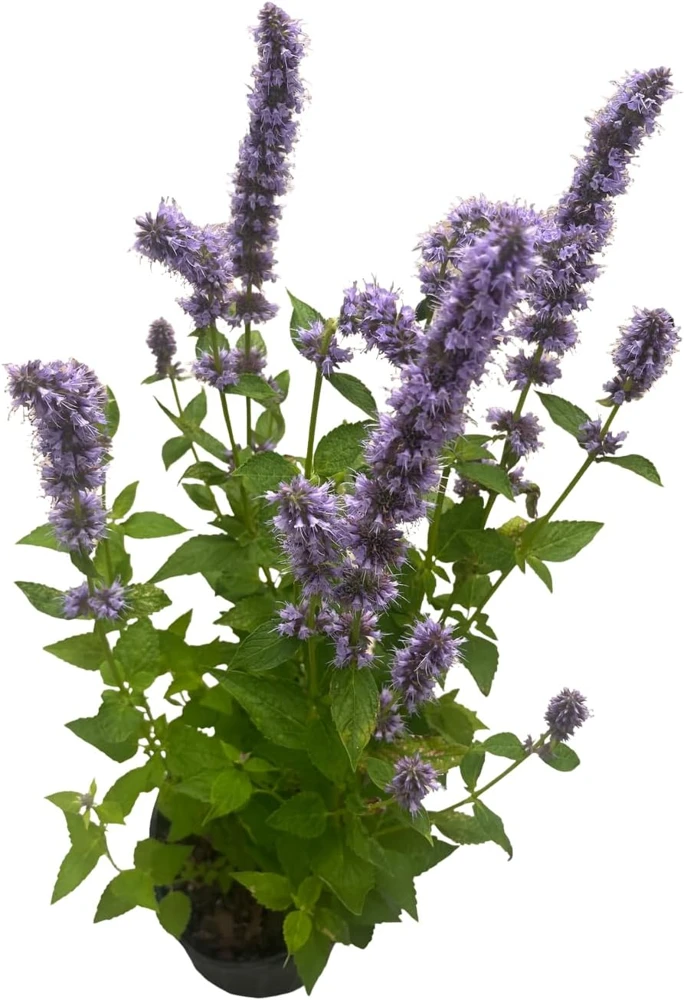 Blue Fortune Hummingbird Mint Live Plant - Agastache - Gallon Pot - Image 3