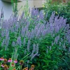 Blue Fortune Hummingbird Mint Live Plant - Agastache - Gallon Pot - Image 1