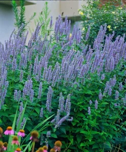 Blue Fortune Hummingbird Mint Live Plant - Agastache - Gallon Pot - Image 1