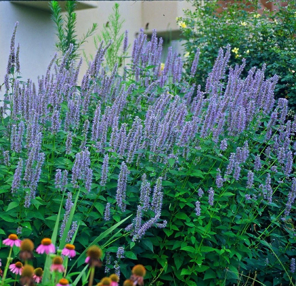 Blue Fortune Hummingbird Mint Live Plant - Agastache - Gallon Pot - Image 1