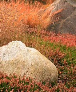 Blue Grama Grass Seeds - 1000 Seeds - Bouteloua Gracilis - Drought Tolerant - Image 10