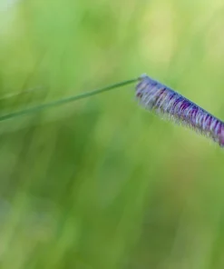 Blue Grama Grass Seeds - 1000 Seeds - Bouteloua Gracilis - Drought Tolerant - Image 11