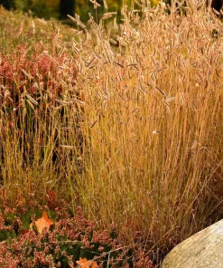 Blue Grama Grass Seeds - 1000 Seeds - Bouteloua Gracilis - Drought Tolerant - Image 2