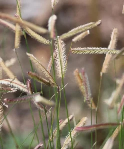 Blue Grama Grass Seeds - 1000 Seeds - Bouteloua Gracilis - Drought Tolerant - Image 3