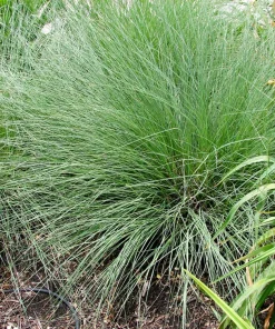 Blue Grama Grass Seeds - 1000 Seeds - Bouteloua Gracilis - Drought Tolerant - Image 4