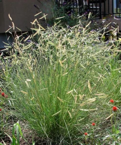 Blue Grama Grass Seeds - 1000 Seeds - Bouteloua Gracilis - Drought Tolerant - Image 5