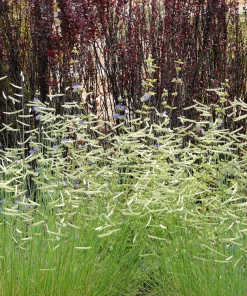Blue Grama Grass Seeds - 1000 Seeds - Bouteloua Gracilis - Drought Tolerant - Image 6