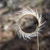 Blue Grama Grass Seeds - 1000 Seeds - Bouteloua Gracilis - Drought Tolerant - Image 1