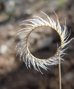 Blue Grama Grass Seeds - 1000 Seeds - Bouteloua Gracilis - Drought Tolerant - Image 1