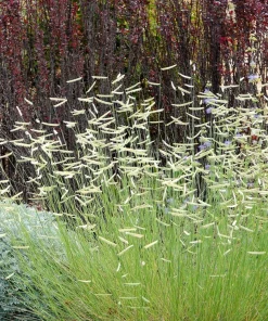 Blue Grama Grass Seeds - 1000 Seeds - Bouteloua Gracilis - Drought Tolerant - Image 7