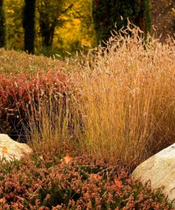 Blue Grama Grass Seeds - 1000 Seeds - Bouteloua Gracilis - Drought Tolerant - Image 8