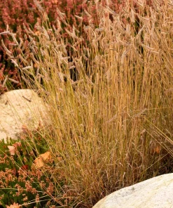 Blue Grama Grass Seeds - 1000 Seeds - Bouteloua Gracilis - Drought Tolerant - Image 9