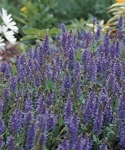 Blue Hill Salvia Live Plant - Perennial Flower - Quart Pot - Outdoor - Image 2