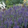 Blue Hill Salvia Live Plant - Perennial Flower - Quart Pot - Outdoor - Image 1