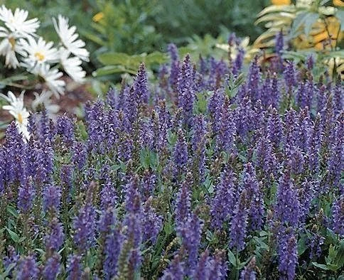 Blue Hill Salvia Live Plant - Perennial Flower - Quart Pot - Outdoor - Image 1