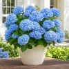 Blue Hydrangea Live Plant – Outdoor Flowering Bush, Perennial, 2.5 Inch Pot - Image 1
