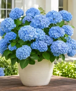 Blue Hydrangea Live Plant – Outdoor Flowering Bush, Perennial, 2.5 Inch Pot - Image 1