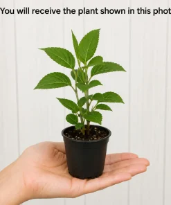 Blue Hydrangea Live Plant – Outdoor Flowering Bush, Perennial, 2.5 Inch Pot - Image 2