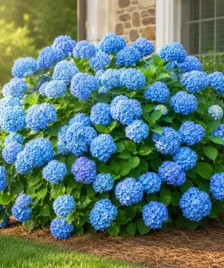 Blue Hydrangea Live Plant – Outdoor Flowering Bush, Perennial, 2.5 Inch Pot - Image 3